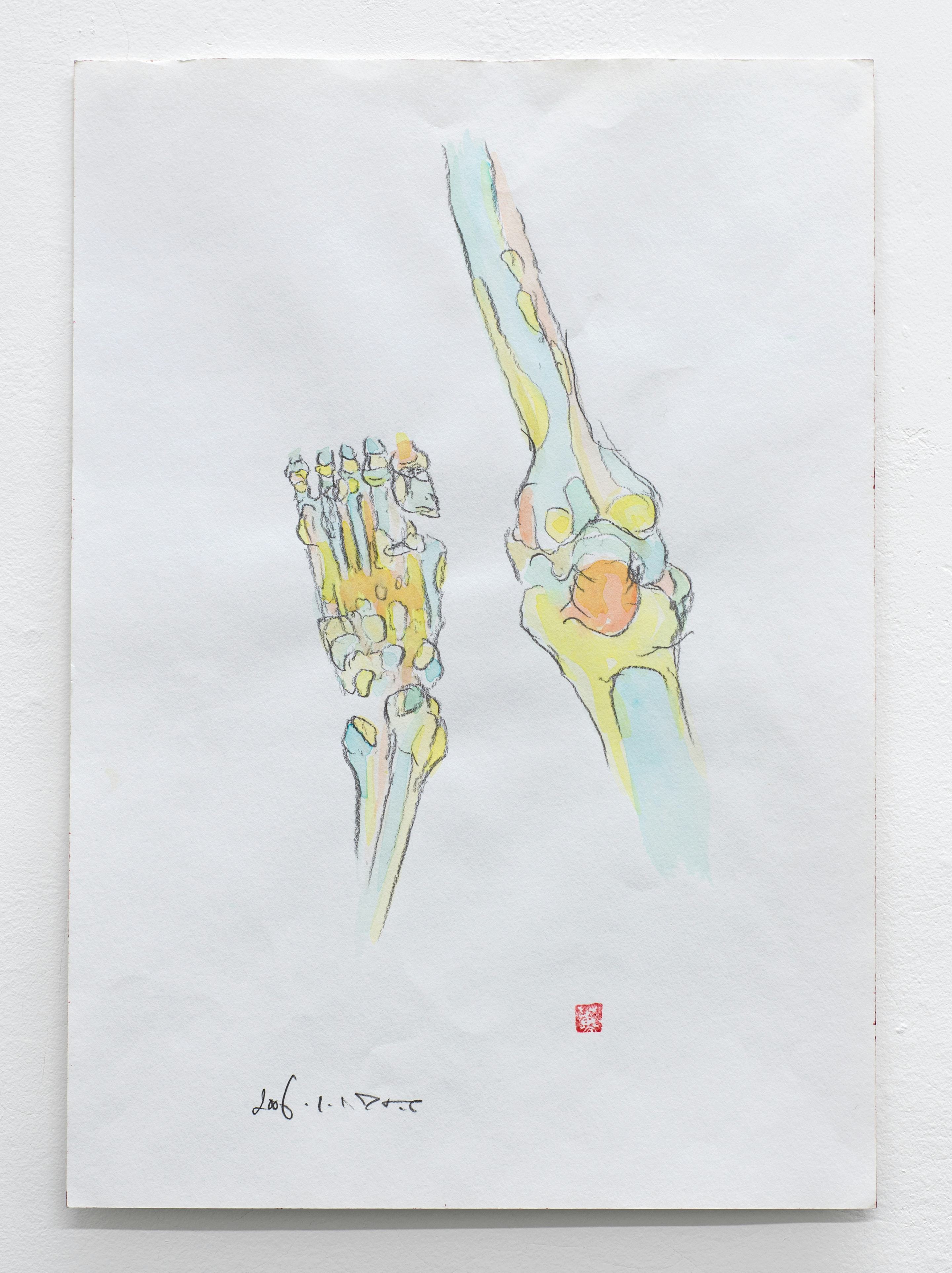 Leg Bones 2006.01.17 (2006)
Watercolor, pencil on paper. 14.25 x 10.15 inches, 36.3 x 25.8 cm